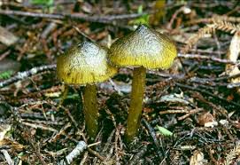 Attēlu rezultāti vaicājumam “Lycogala convexum macro”