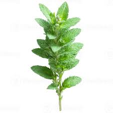 Attēlu rezultāti vaicājumam “Mentha spicata leaf”