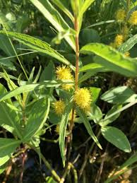 Attēlu rezultāti vaicājumam “Lysimachia thyrsiflora leaf”