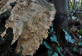 Attēlu rezultāti vaicājumam “Antrodia albida”