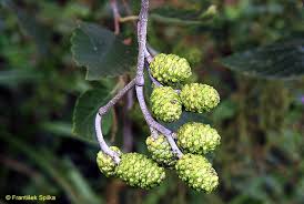 Attēlu rezultāti vaicājumam “Alnus incana fruit”