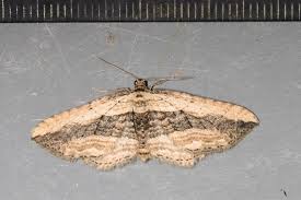 Attēlu rezultāti vaicājumam “Horisme vitalbata”