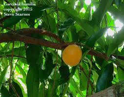 Attēlu rezultāti vaicājumam “Betula humilis fruit”