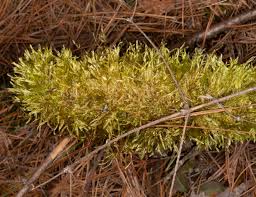 Attēlu rezultāti vaicājumam “Hypnum cupressiforme sporophyte”