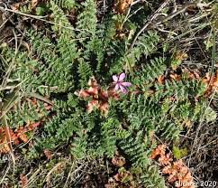 Attēlu rezultāti vaicājumam “Erodium cicutarium leaf”