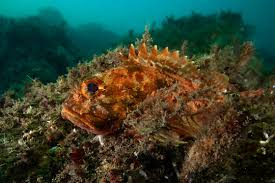 Image result for Scorpaena porcus