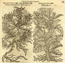 Image result for bilsenkraut