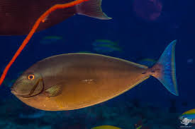 Image result for Naso hexacanthus