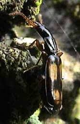 Attēlu rezultāti vaicājumam “Calodromius spilotus”