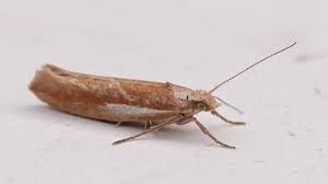 Attēlu rezultāti vaicājumam “Ypsolopha parenthesella”