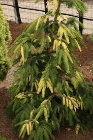 Attēlu rezultāti vaicājumam “Picea abies fo. virgata leaf”