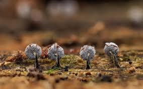 Attēlu rezultāti vaicājumam “Physarum leucophaeum stalked”