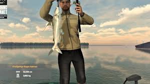 Image result for Bagre marinus