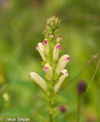 Attēlu rezultāti vaicājumam “Pedicularis sceptrum-carolinum leaf”