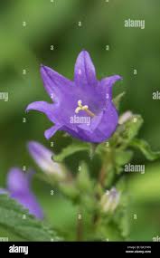 Attēlu rezultāti vaicājumam “Campanula trachelium flower”