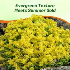 Attēlu rezultāti vaicājumam “Sedum acre”