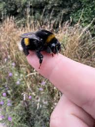 Attēlu rezultāti vaicājumam “Bombus terrestris”