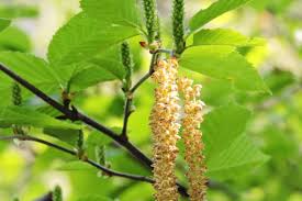 Attēlu rezultāti vaicājumam “Betula alleghaniensis”