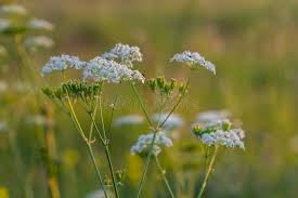 Image result for Chaerophyllum aureum