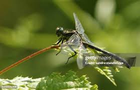 Attēlu rezultāti vaicājumam “Gomphus vulgatissimus”