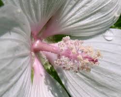 Attēlu rezultāti vaicājumam “Malva moschata bud”