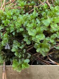 Attēlu rezultāti vaicājumam “Rhizomnium punctatum sporophyte”