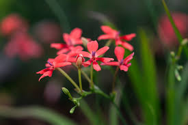 Attēlu rezultāti vaicājumam “Iridaceae”