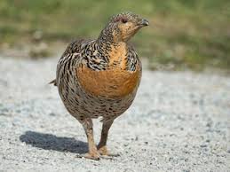 Attēlu rezultāti vaicājumam “Tetrao urogallus female”