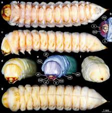 Attēlu rezultāti vaicājumam “Mellicta athalia larva”