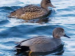 Attēlu rezultāti vaicājumam “Anas strepera female”