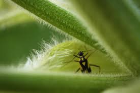 Attēlu rezultāti vaicājumam “Grypocoris sexguttatus”