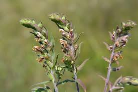 Attēlu rezultāti vaicājumam “Odontites vulgaris”