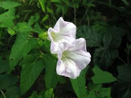 Attēlu rezultāti vaicājumam “Calystegia sepium fruit”