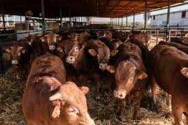 Image result for ganado bovino