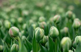 Attēlu rezultāti vaicājumam “Stachys officinalis bud”