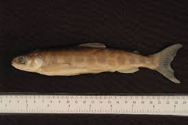 Image result for Salvelinus alpinus taranetzi