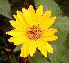 Attēlu rezultāti vaicājumam “Helianthus tuberosus flower”