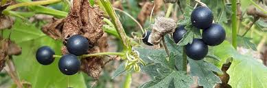 Attēlu rezultāti vaicājumam “Bryonia alba fruit”