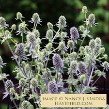 Attēlu rezultāti vaicājumam “Eryngium planum fruit”