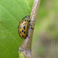 Attēlu rezultāti vaicājumam “Chrysomela vigintipunctata”