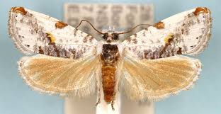 Attēlu rezultāti vaicājumam “Tortricidae”