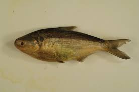 Image result for Dorosoma cepedianum