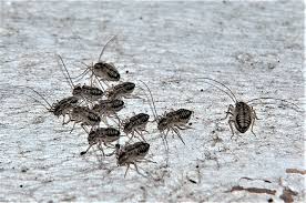 Attēlu rezultāti vaicājumam “Psococerastis gibbosa”