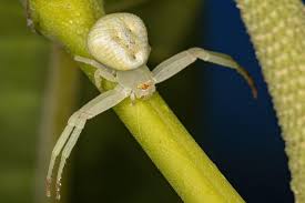 Attēlu rezultāti vaicājumam “Thomisidae”