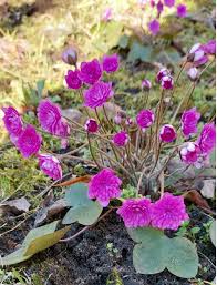 Attēlu rezultāti vaicājumam “Hepatica nobilis flower”