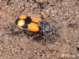 Attēlu rezultāti vaicājumam “Panagaeus cruxmajor”