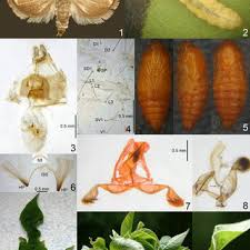 Attēlu rezultāti vaicājumam “Grapholita funebrana larva”