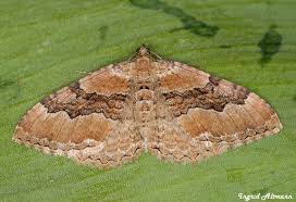 Attēlu rezultāti vaicājumam “Hydria cervinalis”