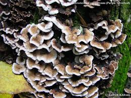 Attēlu rezultāti vaicājumam “Chondrostereum purpureum”