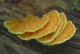 Attēlu rezultāti vaicājumam “Laetiporus sulphureus”